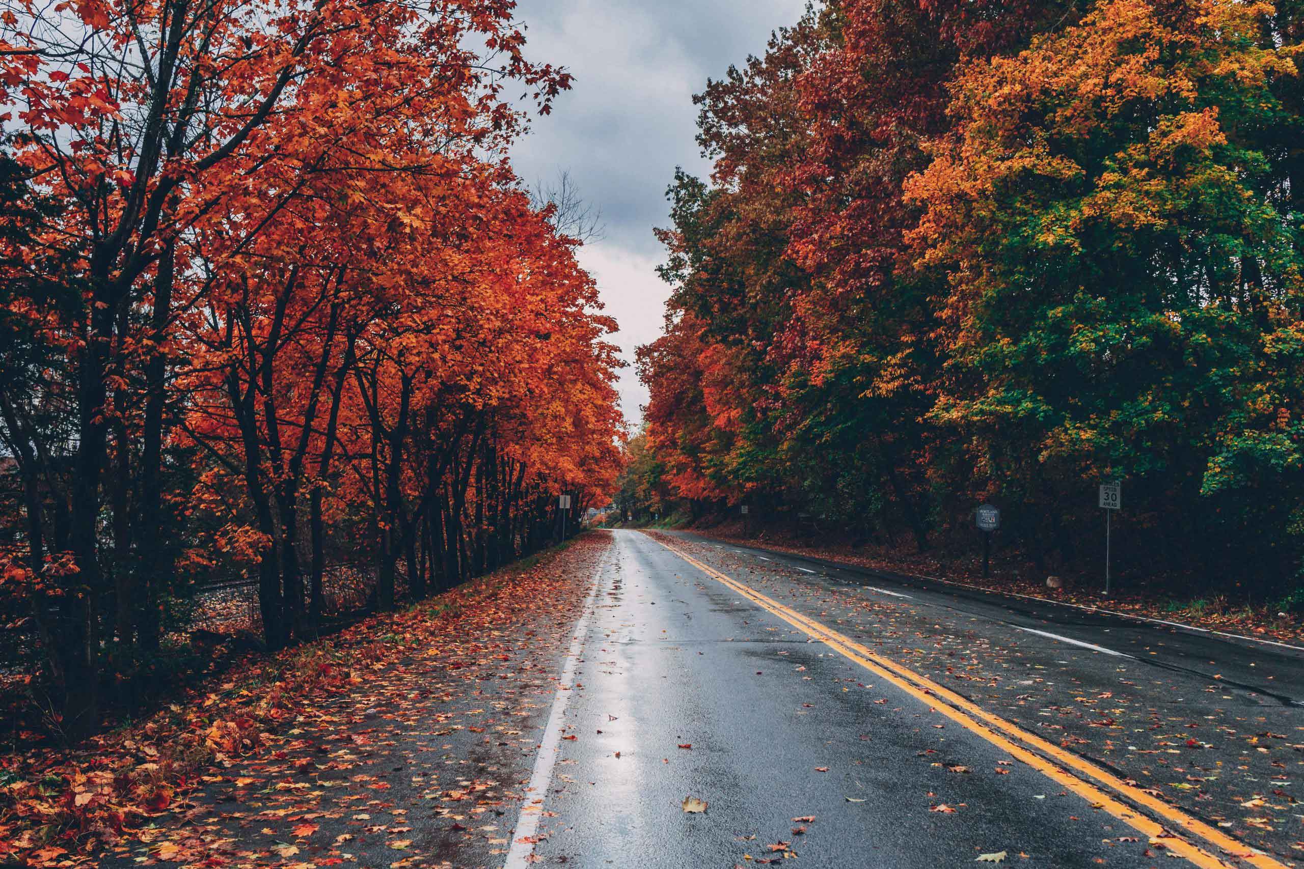 Autumn Road Scene